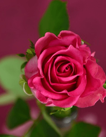 Vicky Marie Herring Obituary