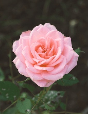 Patsy Ann (Scarborough) McDowell Obituary